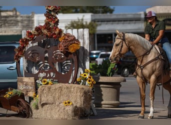 American Quarter Horse, Wałach, 7 lat, 155 cm, Izabelowata