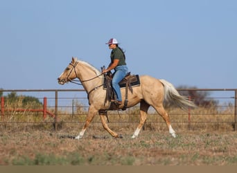 American Quarter Horse, Wałach, 7 lat, 155 cm, Izabelowata