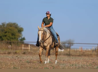 American Quarter Horse, Wałach, 7 lat, 155 cm, Izabelowata