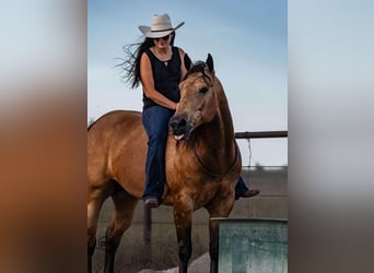 American Quarter Horse, Wałach, 7 lat, 155 cm, Jelenia