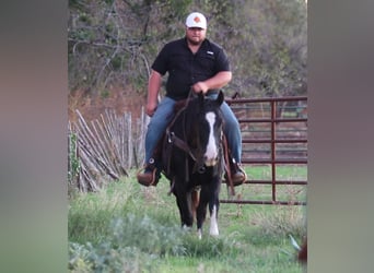 American Quarter Horse, Wałach, 7 lat, 155 cm, Kara