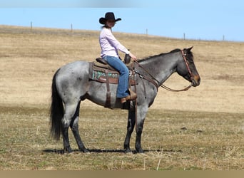 American Quarter Horse, Wałach, 7 lat, 155 cm, Karodereszowata