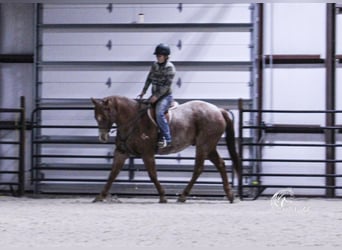 American Quarter Horse, Wałach, 7 lat, 155 cm, Kasztanowatodereszowata