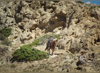 American Quarter Horse, Wałach, 7 lat, 155 cm, Kasztanowatodereszowata