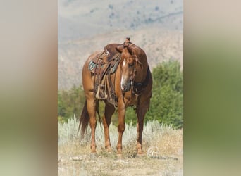 American Quarter Horse, Wałach, 7 lat, 155 cm, Kasztanowatodereszowata
