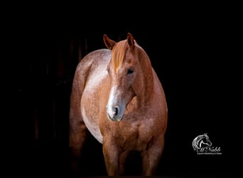 American Quarter Horse, Wałach, 7 lat, 155 cm, Kasztanowatodereszowata