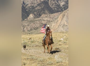 American Quarter Horse, Wałach, 7 lat, 155 cm, Kasztanowatodereszowata