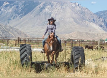 American Quarter Horse, Wałach, 7 lat, 155 cm, Kasztanowatodereszowata