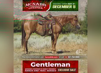 American Quarter Horse, Wałach, 7 lat, 155 cm, Kasztanowatodereszowata
