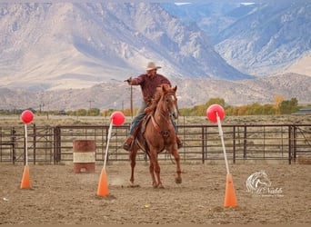 American Quarter Horse, Wałach, 7 lat, 155 cm, Kasztanowatodereszowata