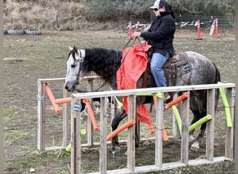 American Quarter Horse, Wałach, 7 lat, 155 cm, Siwa jabłkowita