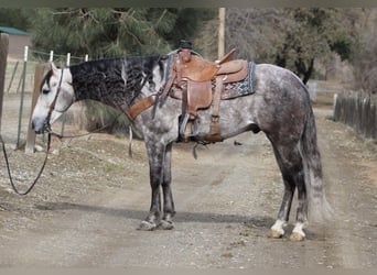 American Quarter Horse, Wałach, 7 lat, 155 cm, Siwa jabłkowita