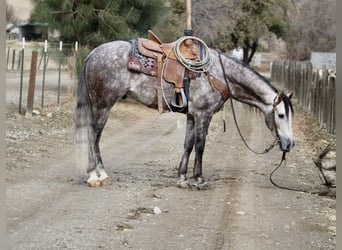 American Quarter Horse, Wałach, 7 lat, 155 cm, Siwa jabłkowita