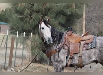 American Quarter Horse, Wałach, 7 lat, 155 cm, Siwa jabłkowita