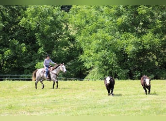 American Quarter Horse, Wałach, 7 lat, 155 cm, Siwa