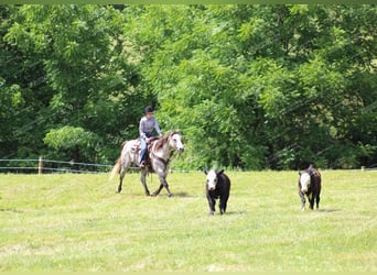 American Quarter Horse, Wałach, 7 lat, 155 cm, Siwa