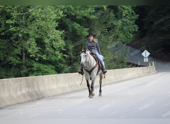 American Quarter Horse, Wałach, 7 lat, 155 cm, Siwa