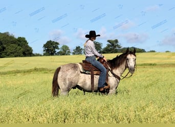 American Quarter Horse, Wałach, 7 lat, 155 cm, Siwa