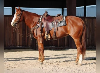 American Quarter Horse, Wałach, 7 lat, 157 cm, Ciemnokasztanowata