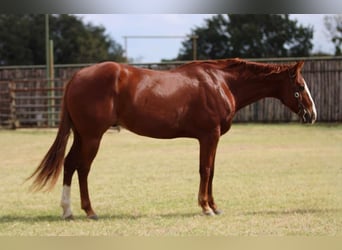 American Quarter Horse, Wałach, 7 lat, 157 cm, Ciemnokasztanowata