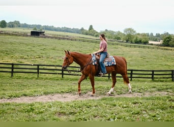 American Quarter Horse, Wałach, 7 lat, 157 cm, Cisawa