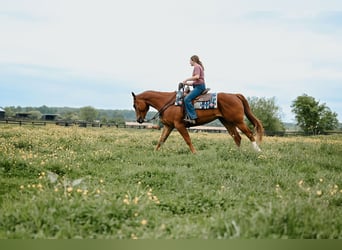 American Quarter Horse, Wałach, 7 lat, 157 cm, Cisawa