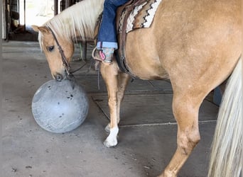 American Quarter Horse, Wałach, 7 lat, 157 cm, Izabelowata