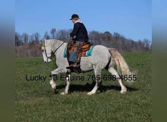 American Quarter Horse, Wałach, 7 lat, 157 cm, Siwa jabłkowita