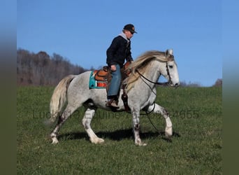 American Quarter Horse, Wałach, 7 lat, 157 cm, Siwa jabłkowita