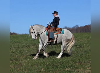 American Quarter Horse, Wałach, 7 lat, 157 cm, Siwa jabłkowita