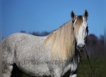 American Quarter Horse, Wałach, 7 lat, 157 cm, Siwa jabłkowita