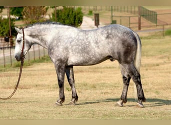 American Quarter Horse, Wałach, 7 lat, 160 cm, Siwa jabłkowita