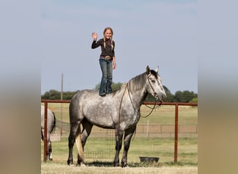 American Quarter Horse, Wałach, 7 lat, 160 cm, Siwa jabłkowita