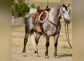 American Quarter Horse, Wałach, 7 lat, 160 cm, Siwa jabłkowita