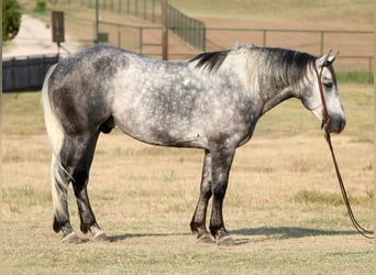 American Quarter Horse, Wałach, 7 lat, 160 cm, Siwa jabłkowita