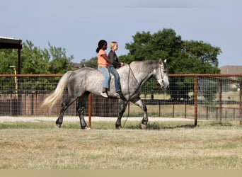 American Quarter Horse, Wałach, 7 lat, 160 cm, Siwa jabłkowita