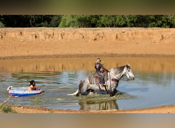 American Quarter Horse, Wałach, 7 lat, 160 cm, Siwa jabłkowita