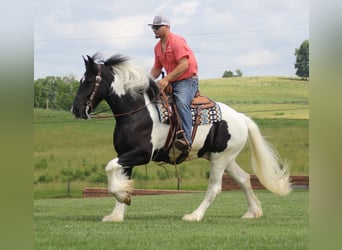 American Quarter Horse, Wałach, 7 lat, 160 cm, Tobiano wszelkich maści