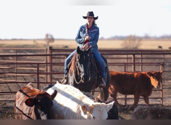 American Quarter Horse, Wałach, 7 lat, 163 cm, Kara