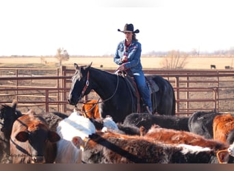 American Quarter Horse, Wałach, 7 lat, 163 cm, Kara