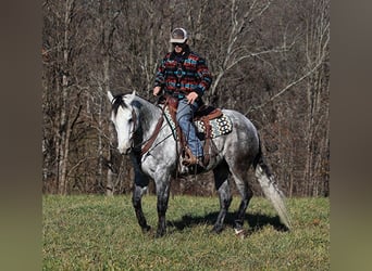 American Quarter Horse, Wałach, 7 lat, 163 cm, Siwa jabłkowita