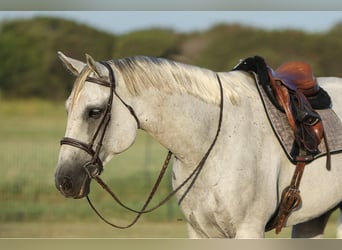 American Quarter Horse, Wałach, 7 lat, 168 cm, Siwa