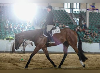 American Quarter Horse, Wałach, 7 lat, 170 cm, Gniada