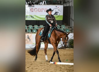 American Quarter Horse, Wałach, 7 lat, 170 cm, Gniada