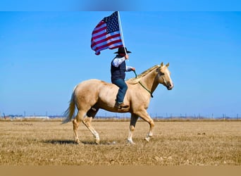 American Quarter Horse, Wałach, 7 lat, Izabelowata
