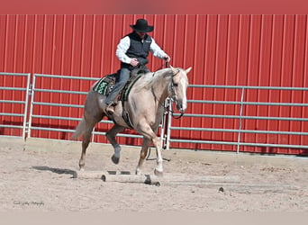 American Quarter Horse, Wałach, 7 lat, Izabelowata