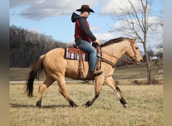 American Quarter Horse, Wałach, 7 lat, Kara