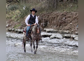 American Quarter Horse, Wałach, 7 lat, Kasztanowata