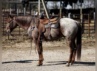 American Quarter Horse, Wałach, 7 lat, Kasztanowatodereszowata