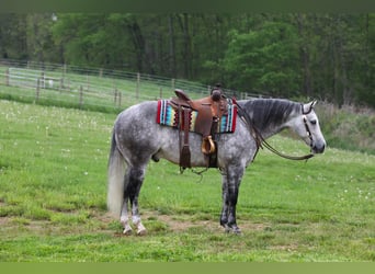 American Quarter Horse, Wałach, 7 lat, Siwa jabłkowita